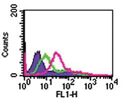 Anti-IL24 Rabbit Polyclonal Antibody