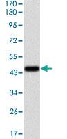 Anti-PPP1CA Mouse Monoclonal Antibody [clone: 5E9]