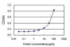 Anti-FGD3 Polyclonal Antibody Pair