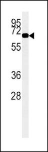 Anti-ACOX1 Rabbit Monoclonal Antibody (APC (Allophycocyanin)) [clone: 153CT43.1.1]