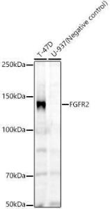 Western blot analysis of variou