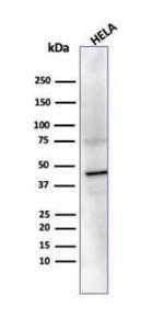 Western blot analysis of HeLa cell line lysate using Anti-PRMT7 Antibody [PCRP-PRMT7-1A4]