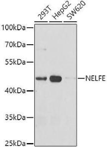 Western blot analysis of extracts of various cell lines, using Anti-NELFe Antibody (A12056) at 1:1000 dilution. The secondary Antibody was Goat Anti-Rabbit IgG H&L Antibody (HRP) at 1:10000 dilution. Lysates/proteins were present at 25 µg per lane