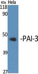 Antibody anti-serpin A5 100 µg