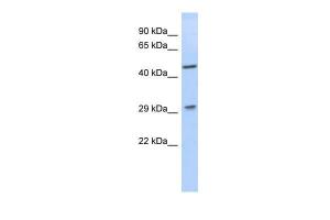 Anti-LIX1 Rabbit Polyclonal Antibody