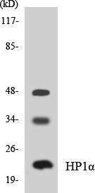 Antibody anti-HP1 alpha 100 µg