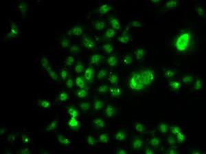 Immunofluorescence analysis of U2OS cells using Anti-NELFe Antibody (A12056)