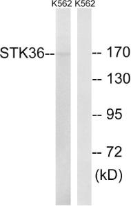 Antibody anti-STK36 A97192-100 100 µg