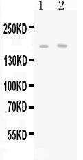 Anti-SHANK3 Antibody