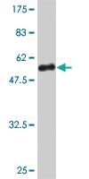 Anti-SP3 Mouse Monoclonal Antibody [clone: 4E5]