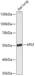 Western blot analysis of extracts of Rat lung, using Anti-APLF Antibody (A306743) at 1:1,000 dilution. The secondary antibody was Goat Anti-Rabbit IgG H&L Antibody (HRP) at 1:10,000 dilution.