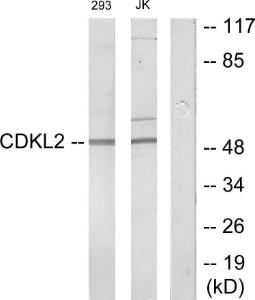 Antibody anti-CDKL2 100 µg