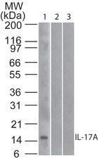 Anti-IL17A Mouse Monoclonal Antibody [clone: 4H1524]