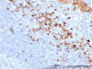 Immunohistochemical analysis of formalin-fixed, paraffin-embedded human tonsil using Anti-CD5L Antibody [CD5L/2991]