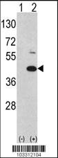 Anti-MOS Rabbit Polyclonal Antibody