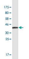 Anti-OVGP1 Mouse Monoclonal Antibody [clone: 3F9]