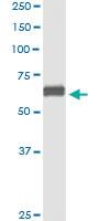 Anti-NECTIN2 Antibody Pair