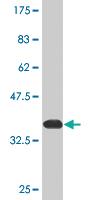 Anti-DUSP1 Mouse Monoclonal Antibody [clone: 4H7]