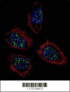 Anti-PNN Rabbit Polyclonal Antibody (PE (Phycoerythrin))