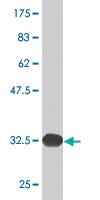 Anti-DUSP1 Mouse Monoclonal Antibody [clone: 3A9]