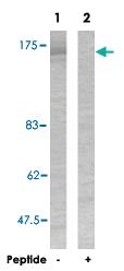 Anti-EGFR Rabbit Polyclonal Antibody