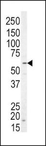 Anti-NRG1 Rabbit Polyclonal Antibody (APC (Allophycocyanin))