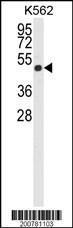 Anti-ACTB Mouse Monoclonal Antibody [clone: 137CT26.1.1]