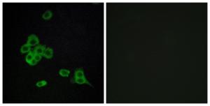 Anti-CDH26 antibody