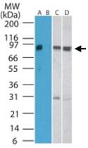 Anti-SKIL Rabbit Polyclonal Antibody