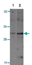 Anti-SLAMF9 Rabbit Polyclonal Antibody