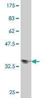 Anti-STAU2 Mouse Monoclonal Antibody [clone: 3B7]