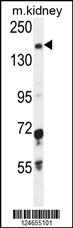 Anti-IGSF1 Rabbit Polyclonal Antibody (Biotin)