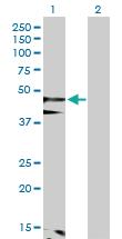 Anti-FLOT1 Rabbit Polyclonal Antibody