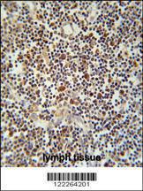 Anti-CD300LF Rabbit Polyclonal Antibody