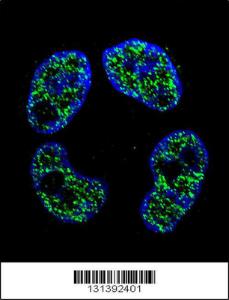 Anti-FRAT2 Rabbit Polyclonal Antibody