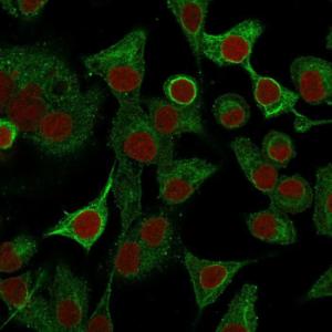 Immunofluorescent analysis of A549 cells stained with Anti-S100A2 Antibody [CPTC-S100A2-2] followed by Goat Anti-Mouse IgG (CF&#174; 488) (Green) The nuclear counterstain is RedDot (Red)