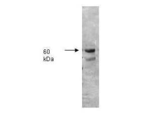 Anti-ALPI Rabbit polyclonal antibody