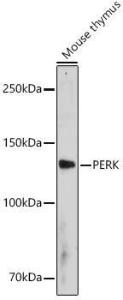 Western blot analysis of extracts of Mouse thymus, using Anti-PERK Antibody (A306749) at 1:1,000 dilution