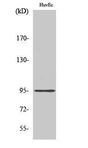 Anti-CDH26 antibody