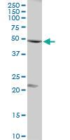 Anti-FLOT1 Rabbit Polyclonal Antibody