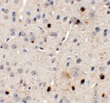 Anti-SPRYD3 Rabbit Polyclonal Antibody