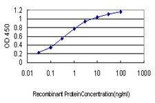 Anti-ENOB Mouse monoclonal antibody [clone: 5D1]