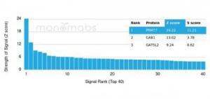 Anti-PRMT7 Mouse Monoclonal Antibody [Clone: PCRP-PRMT7-1A7]