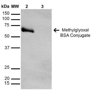 Western blot analysis of Methylglyoxal-BSA Conjugate showing detection of 67 kDa Methylglyoxal protein using Anti-Methylglyoxal Antibody [9F11] (A304732) at 1:1,000 for 2 hours at room temperatur