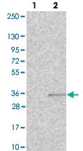 Anti-C10ORF107 Rabbit Polyclonal Antibody