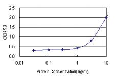 Anti-HOXA1 Polyclonal Antibody Pair