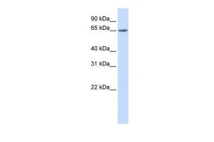 Anti-YTHDF3 Rabbit Polyclonal Antibody