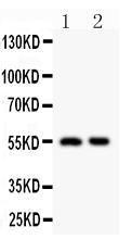 Anti-HDAC2 Rabbit Polyclonal Antibody