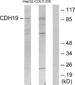 Antibody anti-CDH19 100 µg