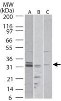 Anti-RTN4R Rabbit Polyclonal Antibody